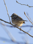 American Tree Sparrow